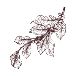 coffee leaf